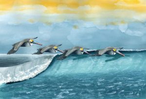 Pelicans Watercolor Print