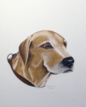 Tammy - Labrador Retriever Fine Art Print