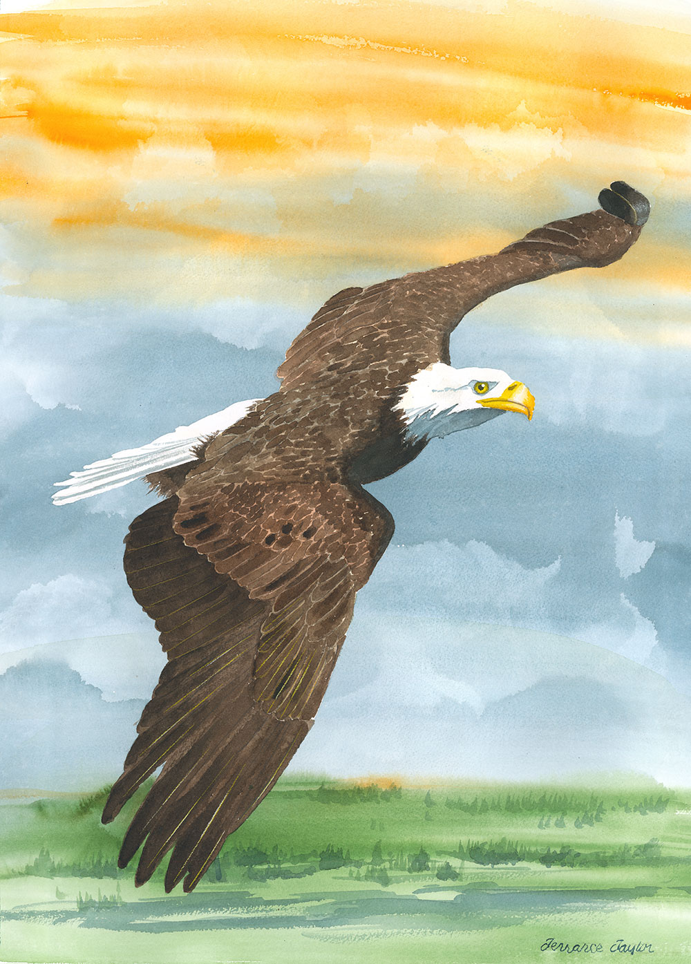A bald eagle soaring high. Watercolor painting by Terrance Taylor - Fine Art  Water Color Print